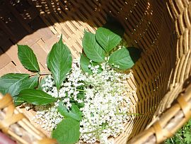 Holunderbluetensirup selber machen 2